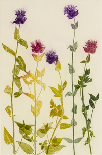 Thistles