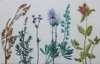 Wild Flowers